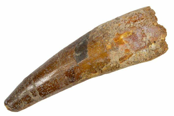 Fossil Spinosaurus Tooth - Real Dinosaur Tooth #305738